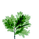Leaf on white background