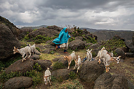 Goats walking down rocks