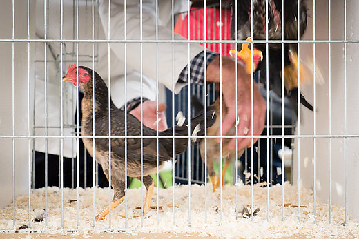 Nidderdale Show, 21 September 2015, Pateley Bridge, North Yorkshire. Image by Daniel Whinney