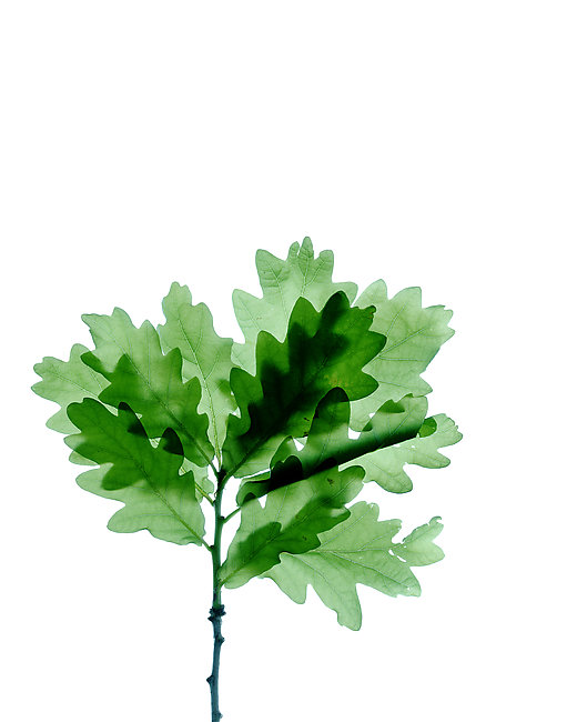 Leaf on white background